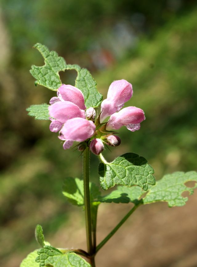 Lamium purpureum